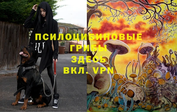 ГАЛЛЮЦИНОГЕННЫЕ ГРИБЫ Новозыбков